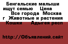 Бенгальские малыши ищут семью) › Цена ­ 5 500 - Все города, Москва г. Животные и растения » Кошки   . Адыгея респ.